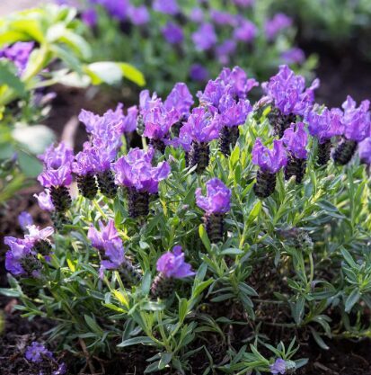 Franču lavanda 'Purple Supreme'